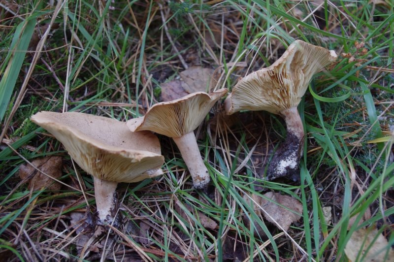 Mares au vinaigre 27